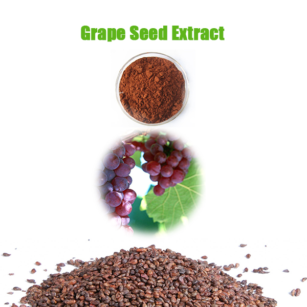  GRAPE SEED EXTRACT 